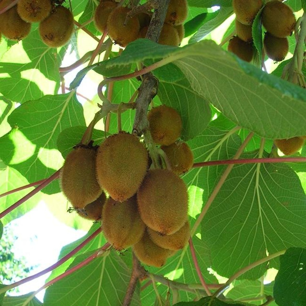 Kiwi femelle 'hayward' - actinidia femelle 3l