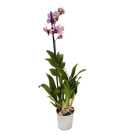 Orchidée Dendrobium nobilé 1 tige - pot D.12 cm