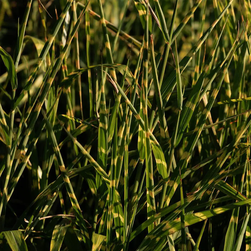 Chinees prachtriet - Miscanthus sinensis 'Zebrinus' - Hoogte 20-30cm - ⌀23cm