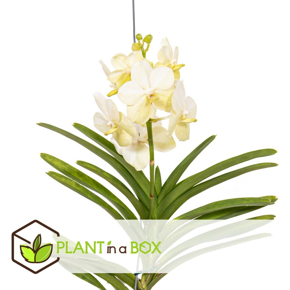 Vanda tayanee white - orchidée tropicale - magnifique couleurs - hauteur 45-55cm