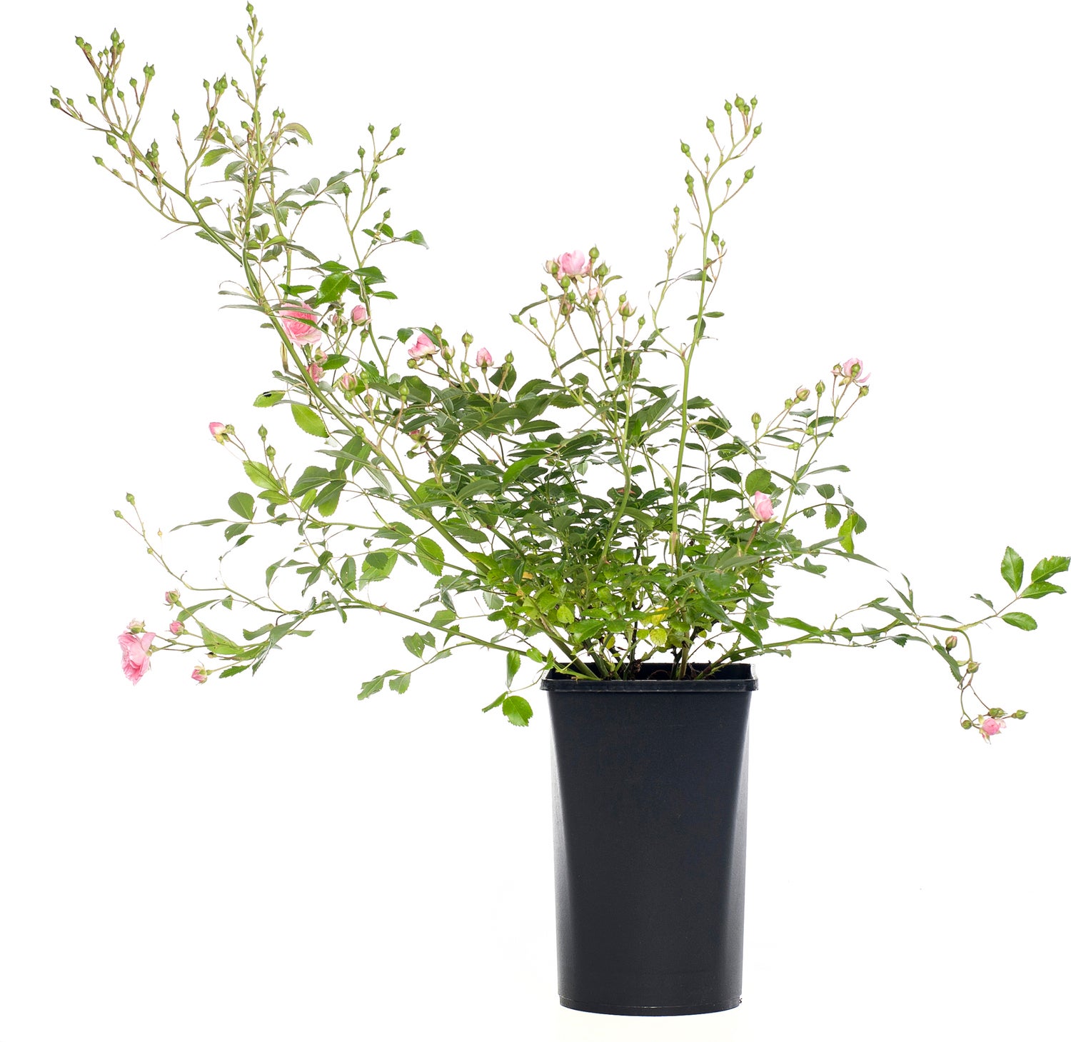 Roos (Rosa 'The Fairy') D 16 H 20 cm