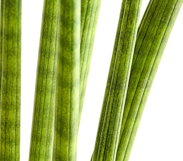 Bogenhanf - Sansevieria cylindrica 'Straight'