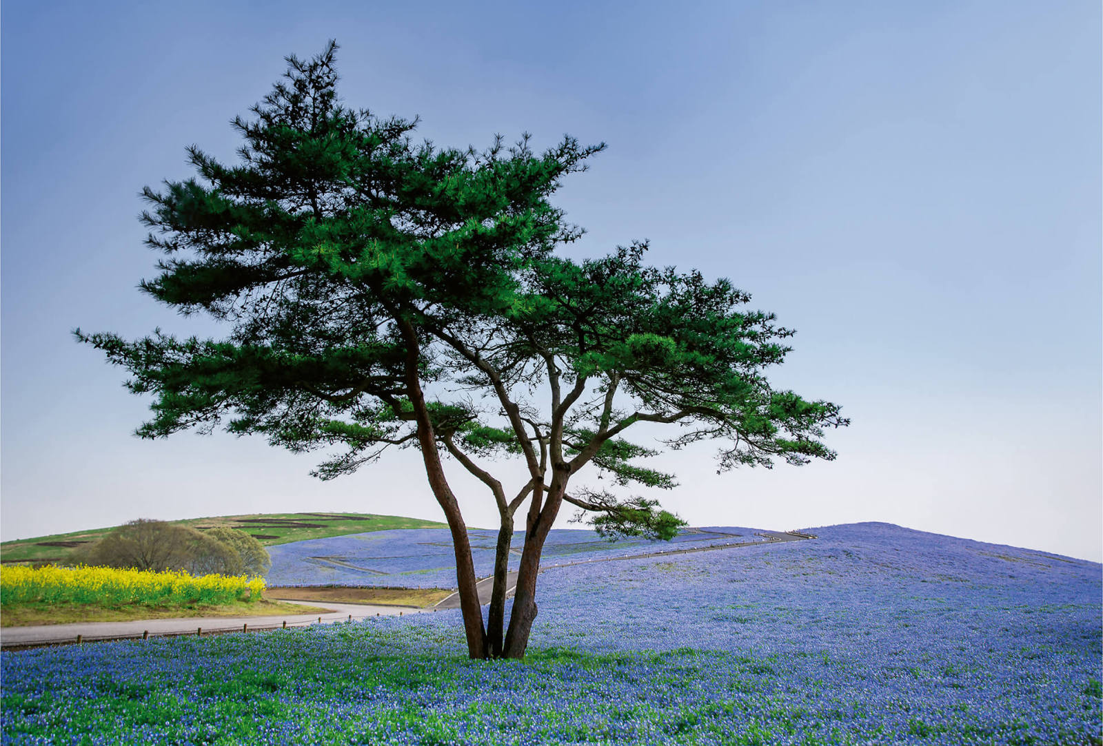 Fototapete DESIGNWALLS 2.0 - lila-grün - Lavendel - 2,6 Meter