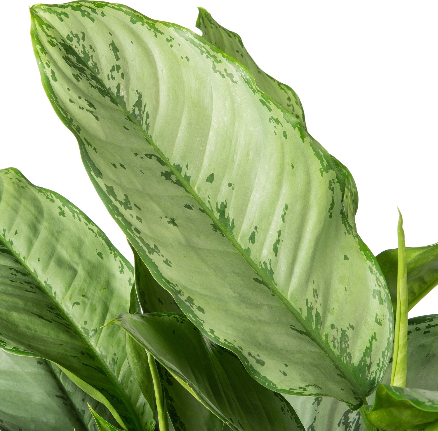Aglaonema (Aglaonema 'Silver Moon') D 24 H 70 cm