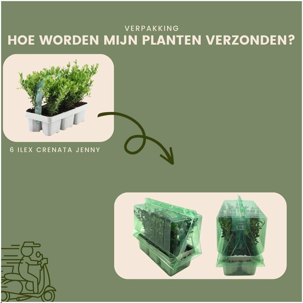 Ilex crenata 'jenny' - lot de 24 - ø7cm - ↕25 cm - plante de haie