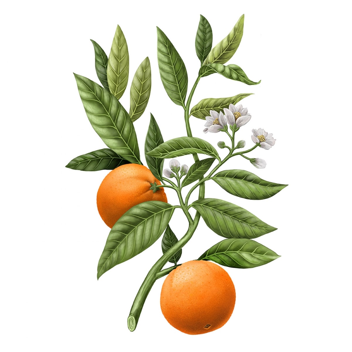CARRIÈRE FRÈRES Fleur d'Oranger - Citrus Bougie Parfumée