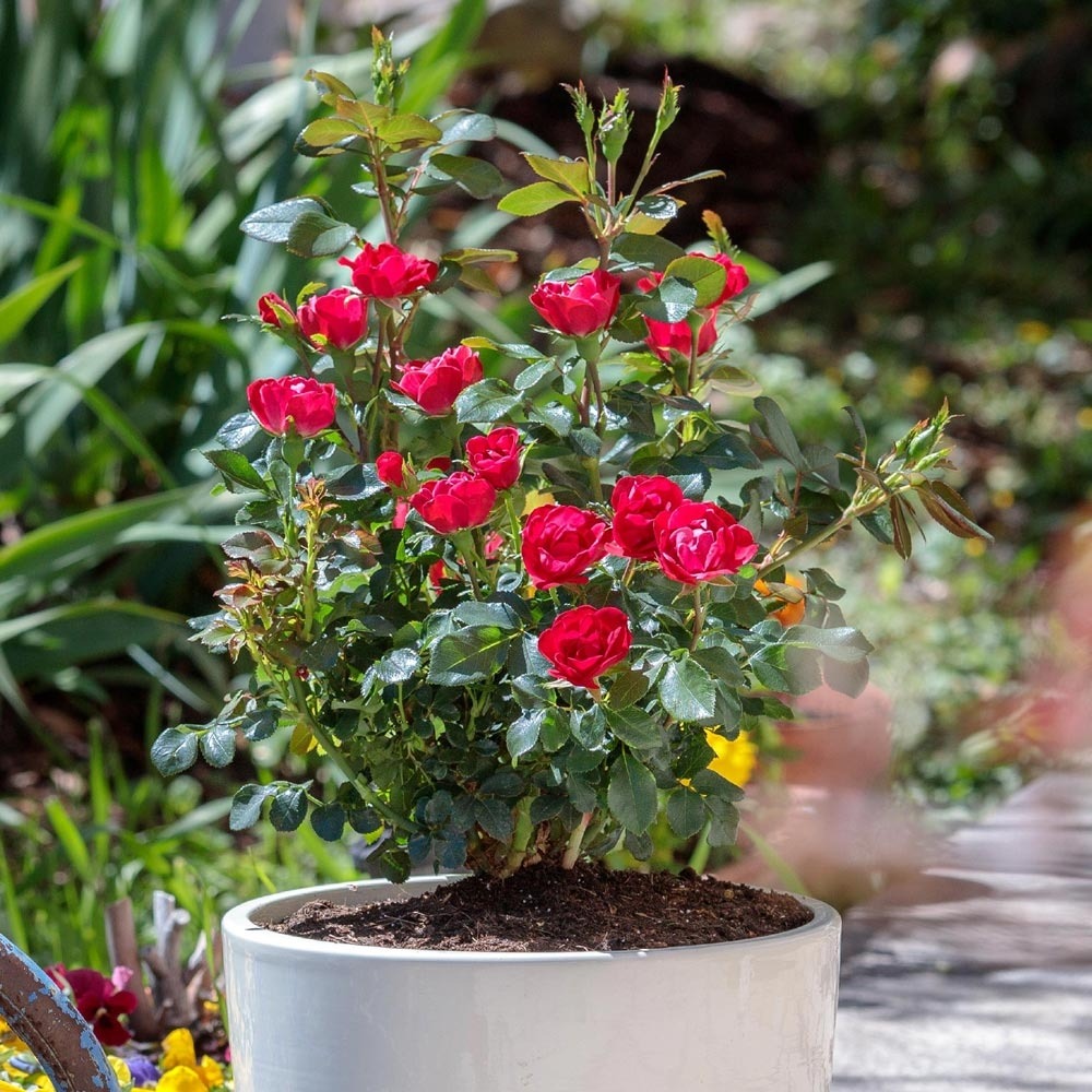 Rosier zepeti ® meibenbino le lot de 3 plants
