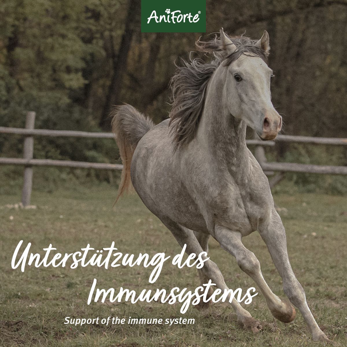 AniForte Ägyptische Schwarzkümmelsamen