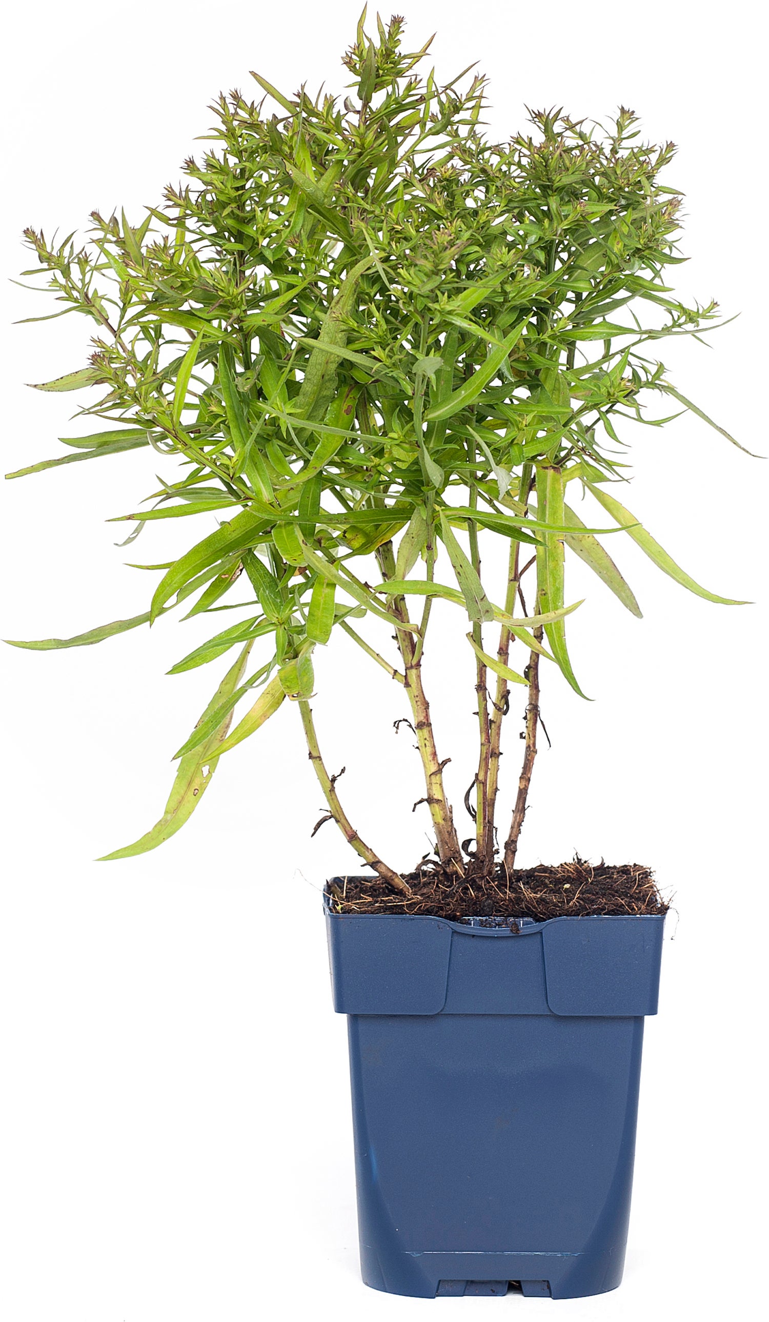 Aster (Aster 'Wood's Pink') D 11 H 15 cm