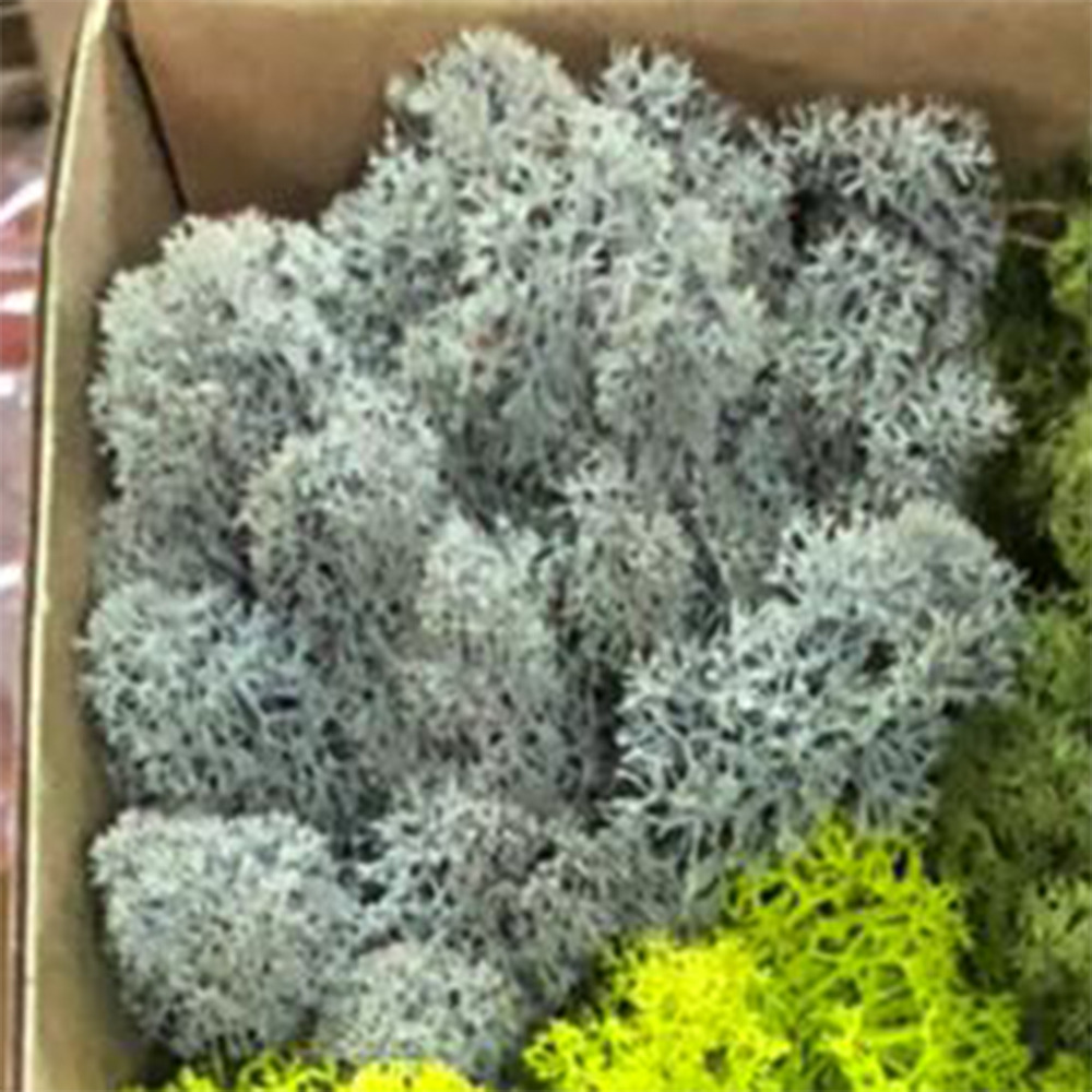 Lir/4077 lichen stabilisée gris box 4 kg