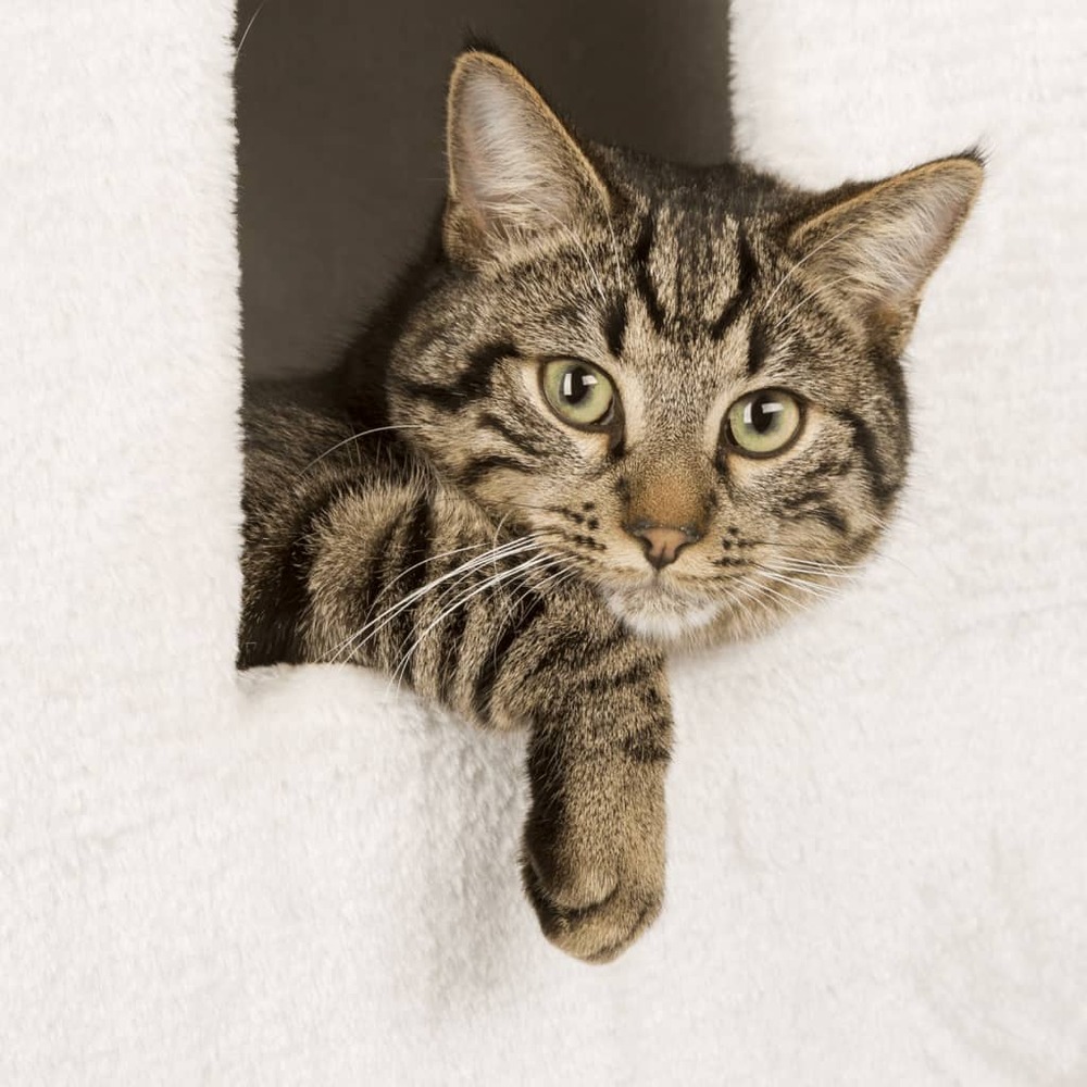 Baril de grattage pour chats galina 40x40x78 cm blanc et marron