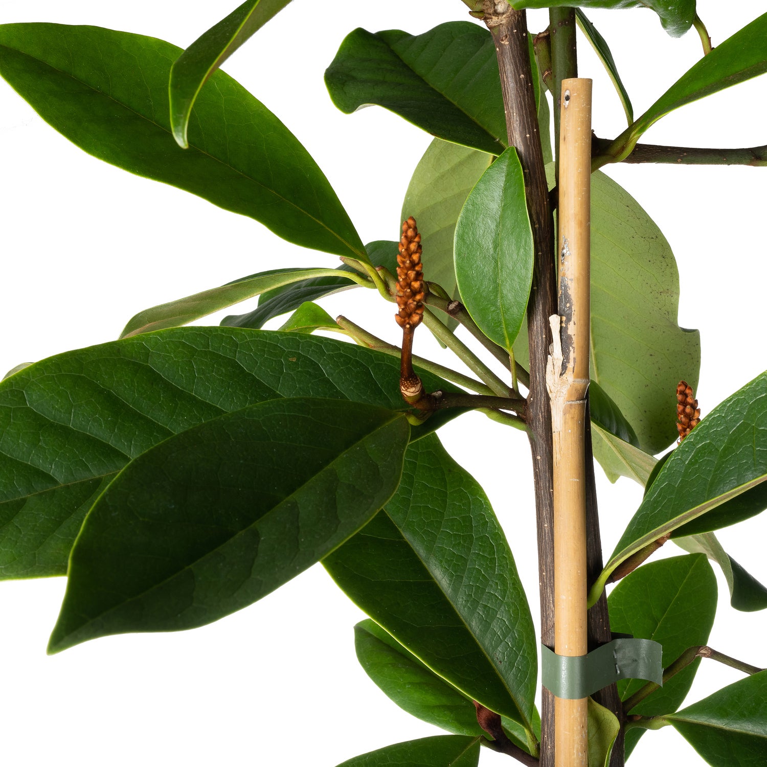 Bananenstruik (Michelia 'Fairy Magnolia Cream'®) D 19 H 60 cm