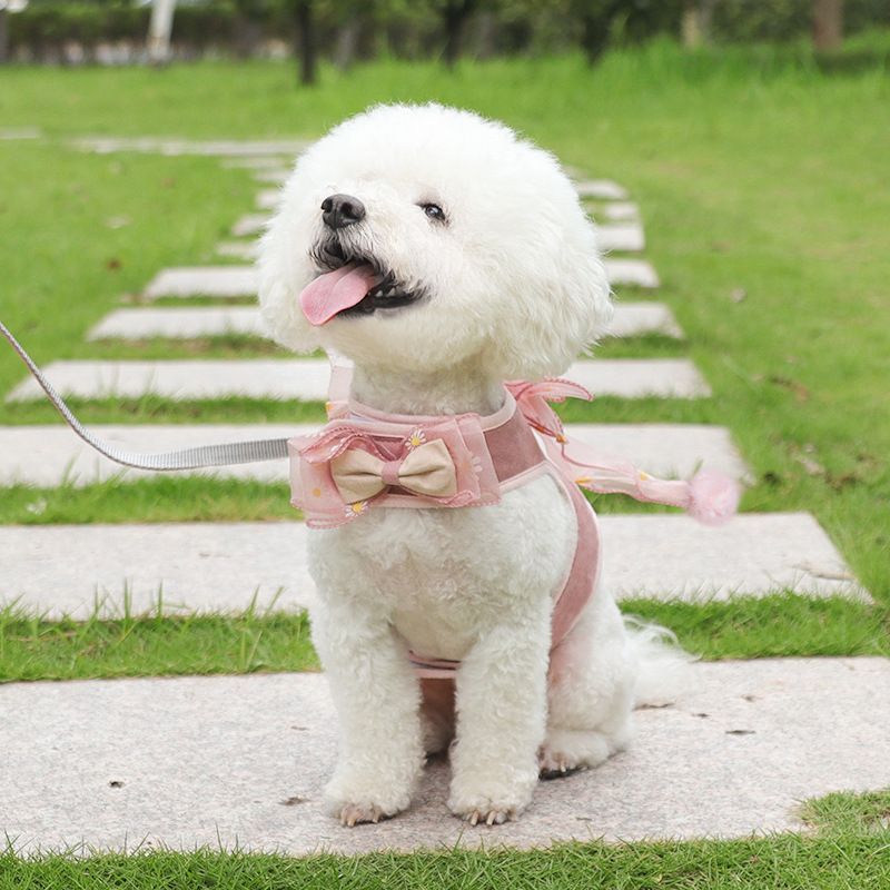 2 nachten - Bow Pet Harness