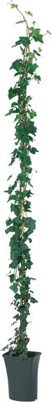 Klimop (Hedera hibernica) D 23 H 210 cm