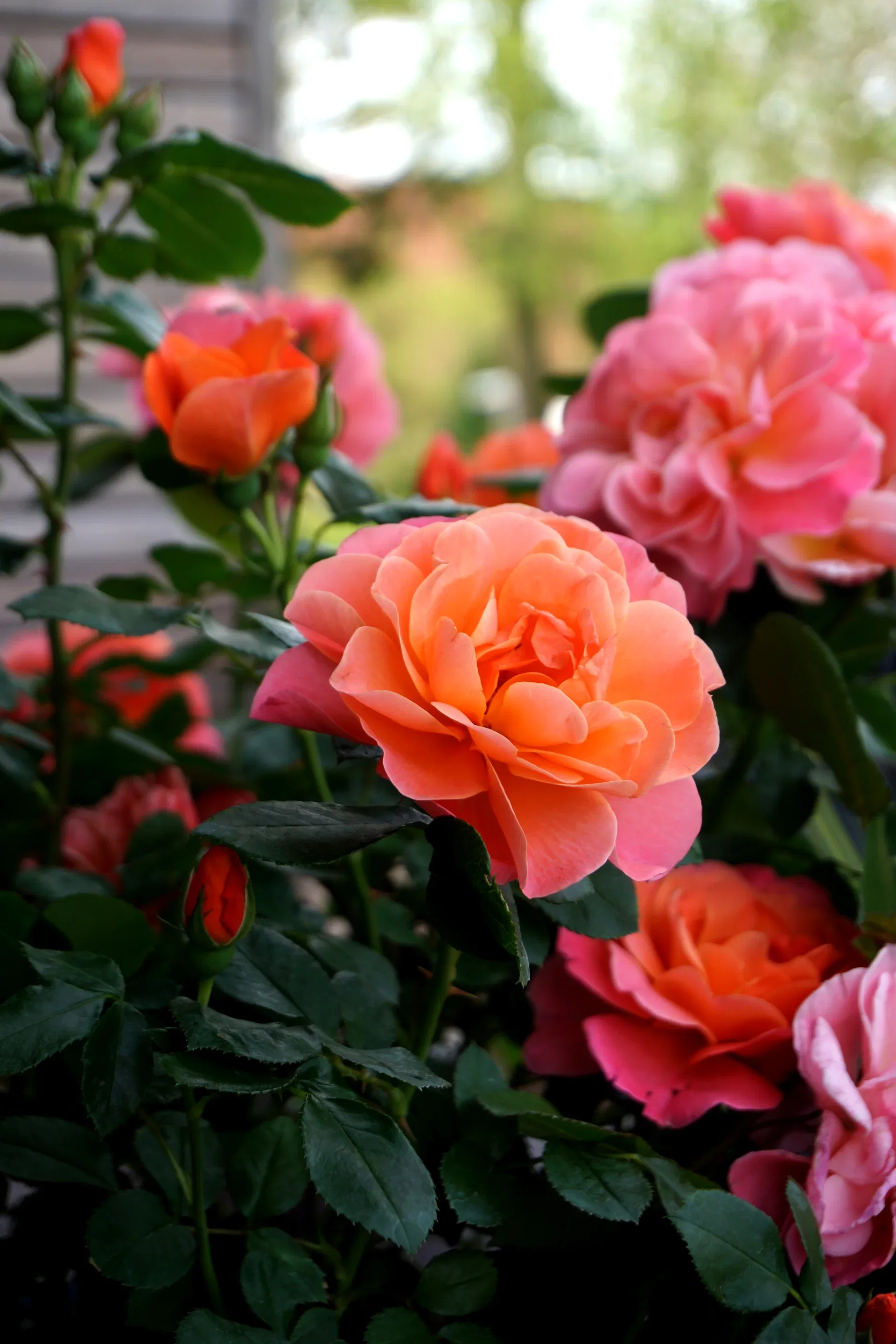 Rosa Sugar Candy Rose 'Sugar Candy' oppstammet Høyde 70-90 cm