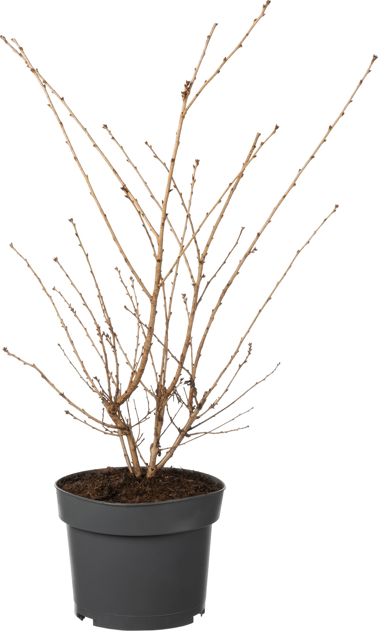 Fujikers (Prunus incisa 'Oshidori') D 19 H 40 cm