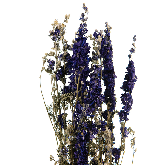 Bouquet de fleurs séchées Delphinium