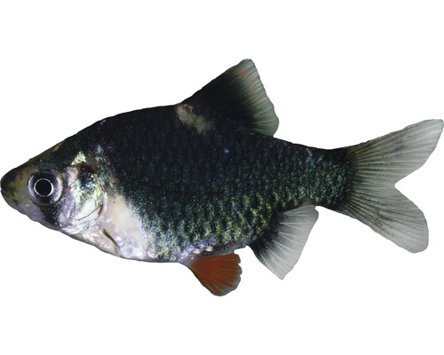 Groene Sumatra barbeelvis - Puntius tetrazona