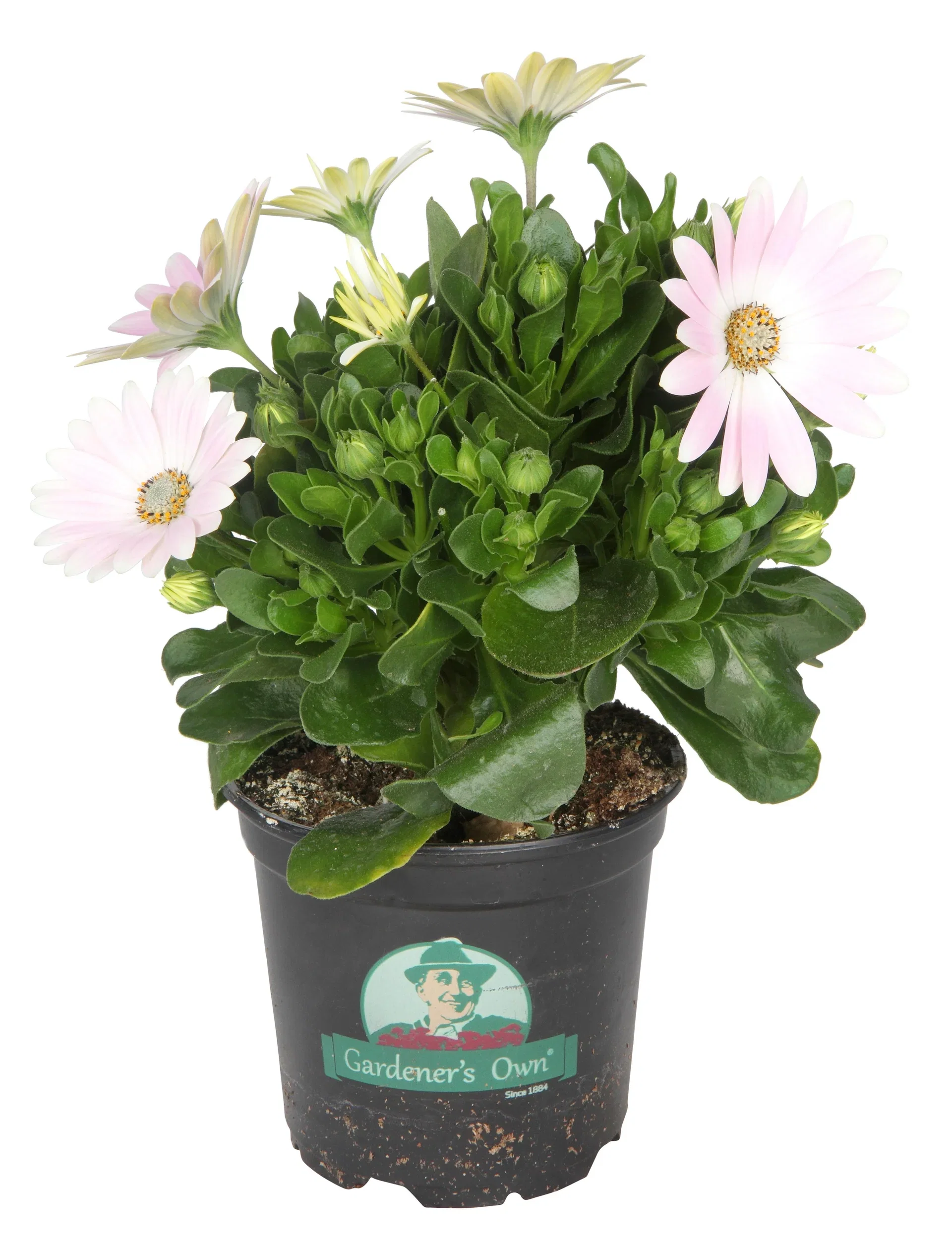 Osteospermum Purple 12 cm Spansk margeritt Ø12 cm
