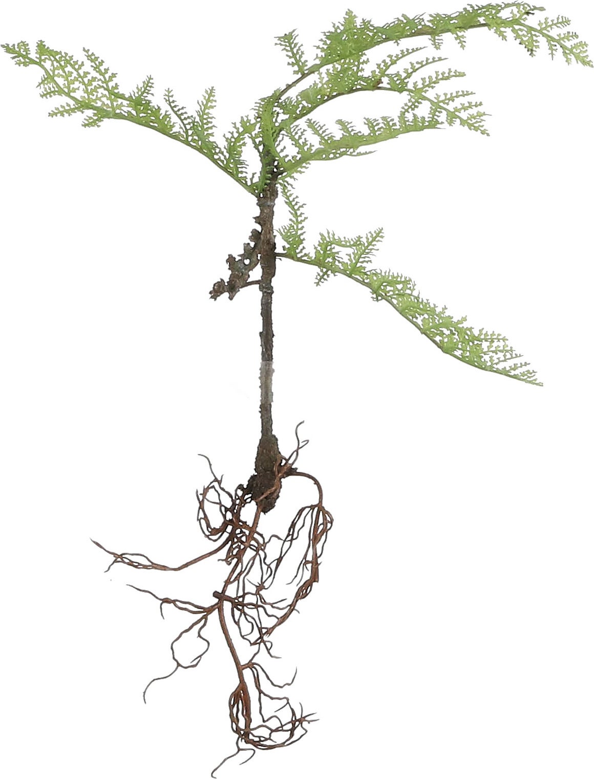 Mica Decorations kunstplant varen met wortels 24 x 5 x 28 cm
