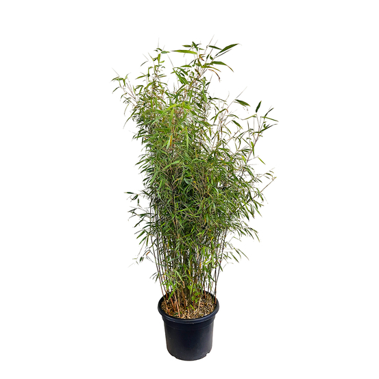Bambou non-traçant fargesia scabrida 'Asian Wonder': pot de 24 litres