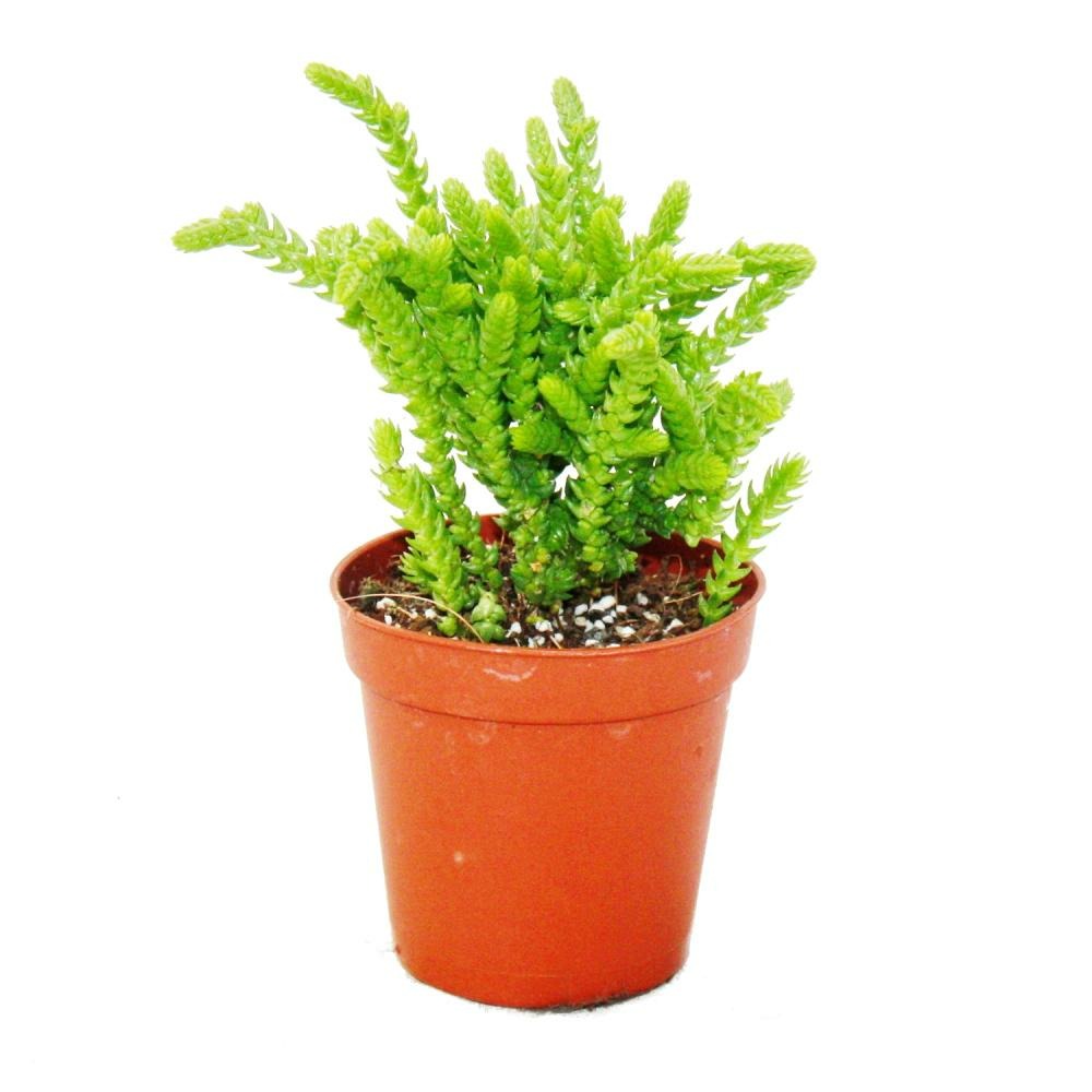 Plante succulente - crassula lycopodioides - queue de souris - en pot de 5,5 cm
