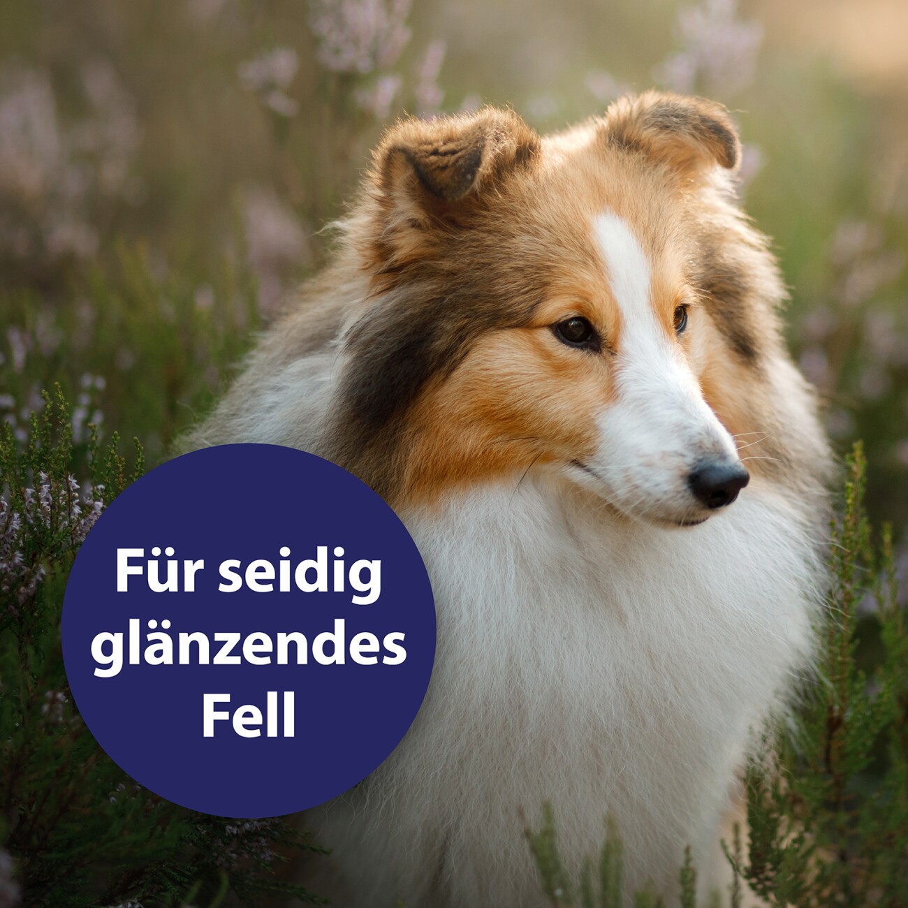 Canosept Fellpflegespray für Hunde 250 ml