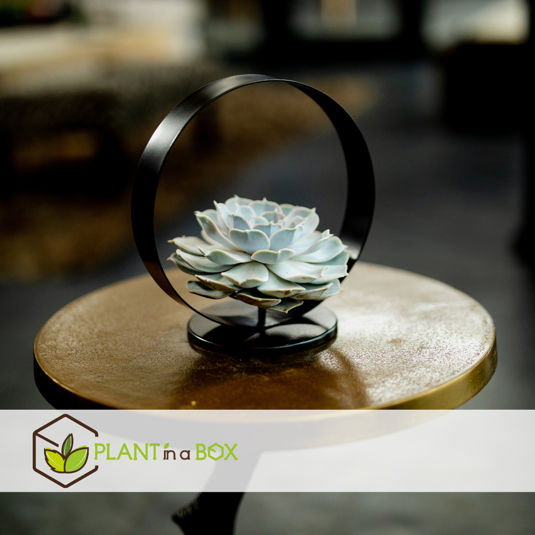 Echeveria black metal ring - succulente dans un anneau décoratif - 20 cm - noir
