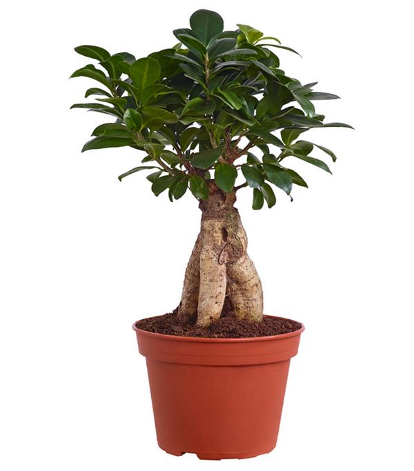 Chinesische Feige - Ficus microcarpa 'Ginseng'