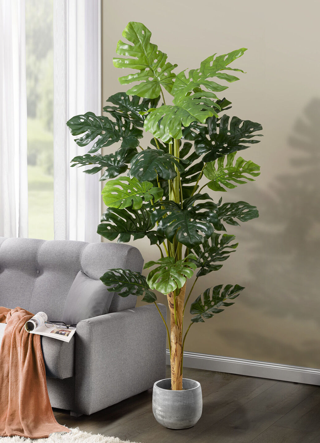 Monstera im Topf