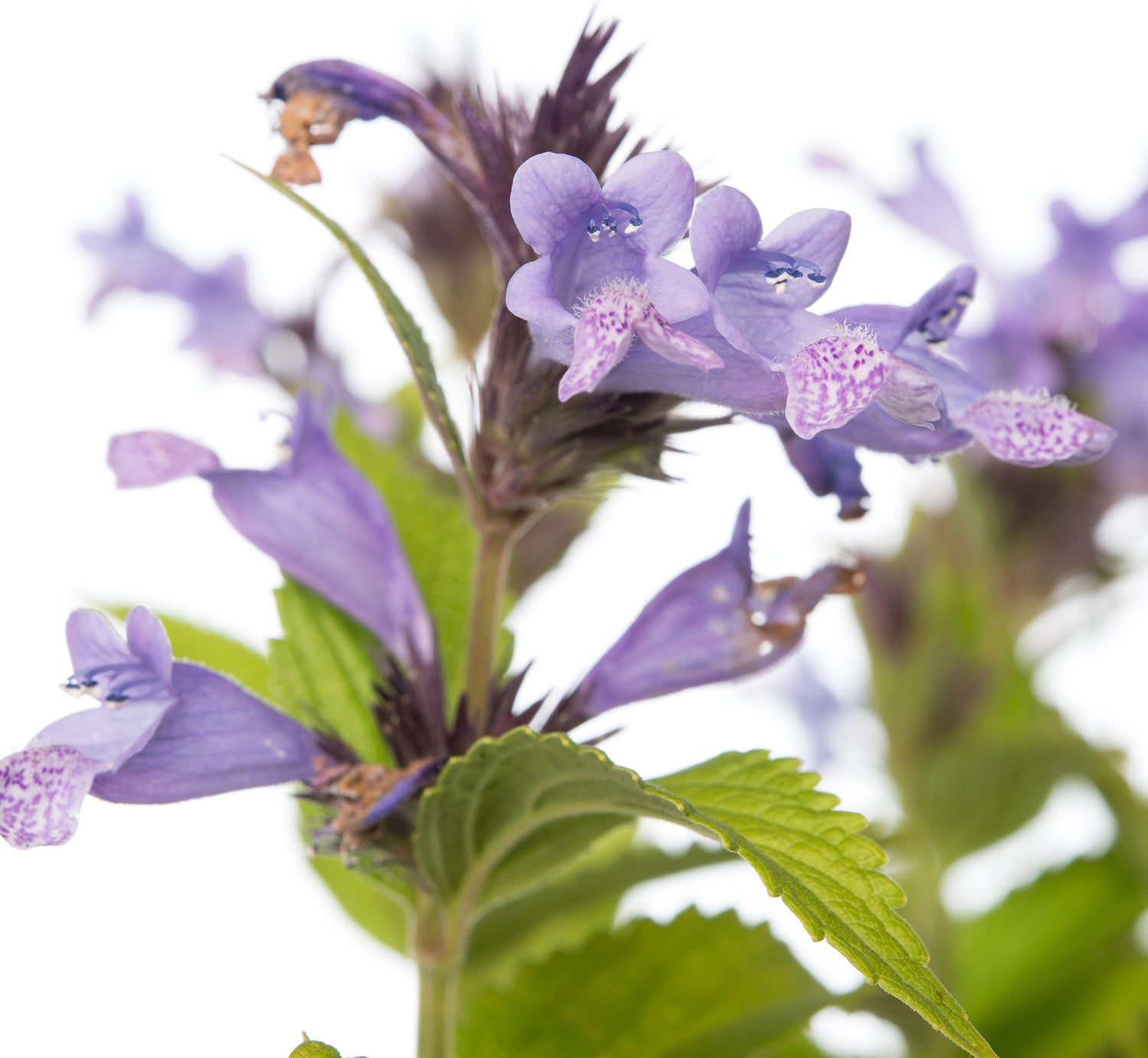 Kattenkruid (Nepeta subsessilis) D 11 H 10 cm