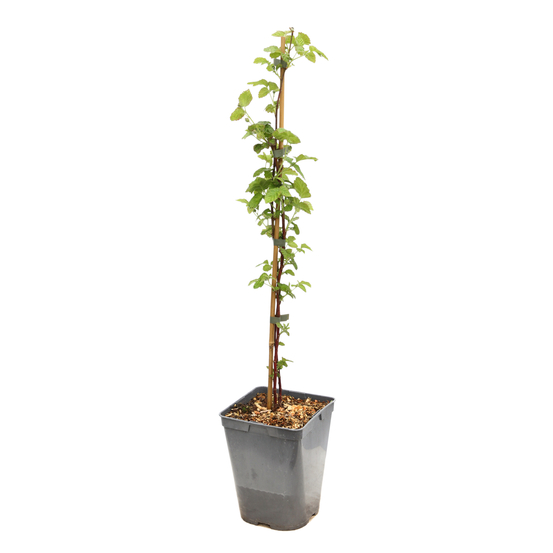Tayberry 'Buckingham' bio : pot de 3 litres