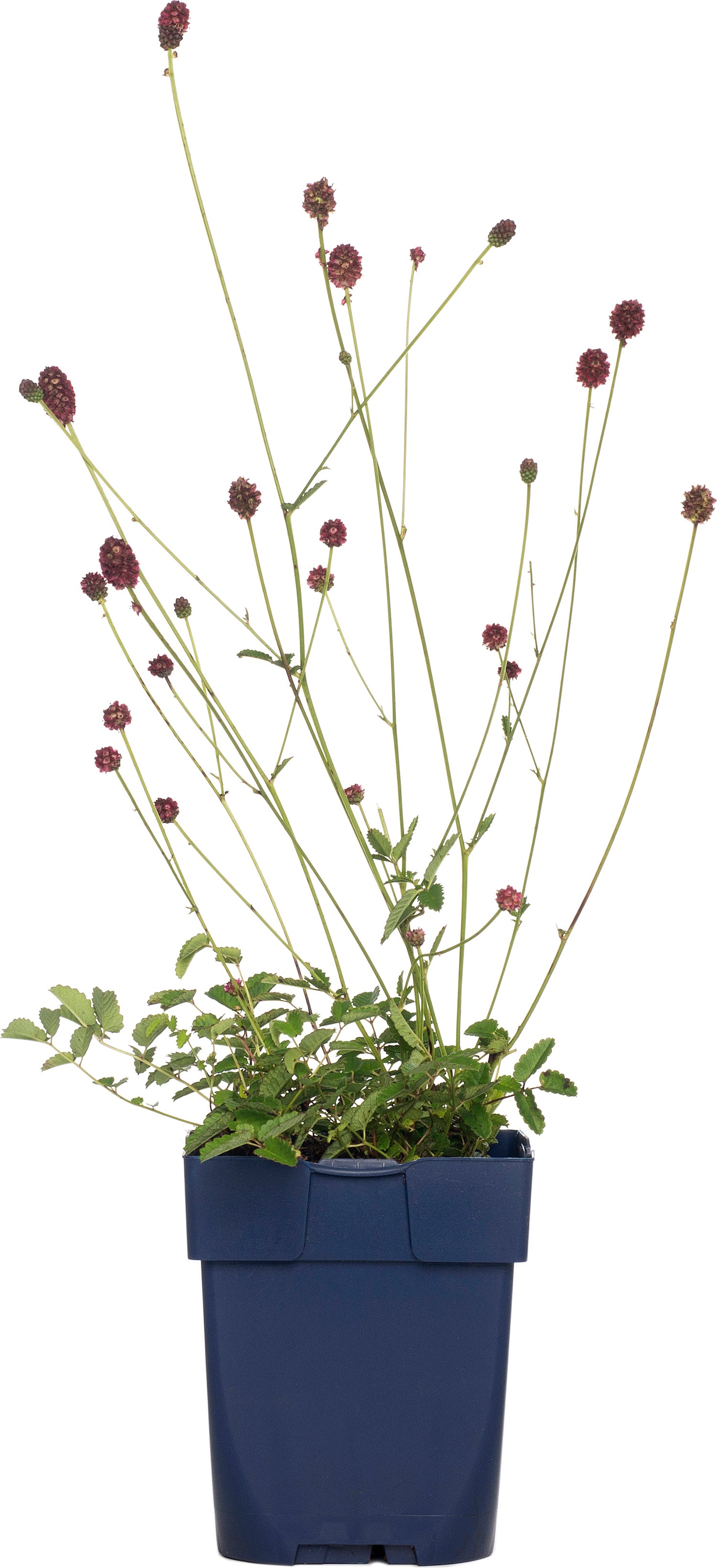 Pimpernel (Sanguisorba officinalis 'Tanna') D 11 H 10 cm