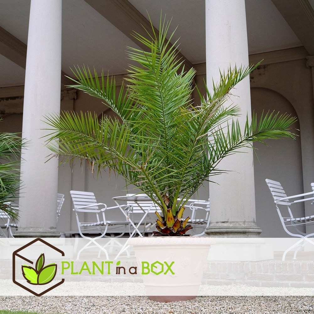 Phoenix canariensis - set de 4 - palmier dattier - pot 15cm - hauteur 50-60cm