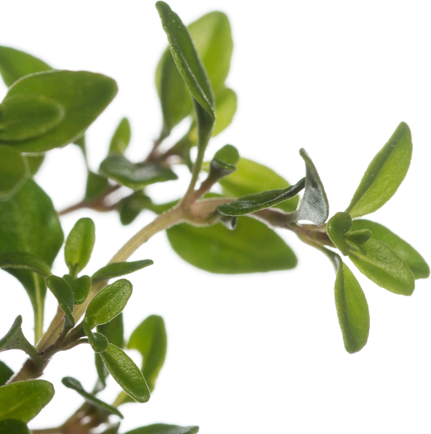 Citroentijm (Thymus citriodorus 'Aureus') D 11 cm