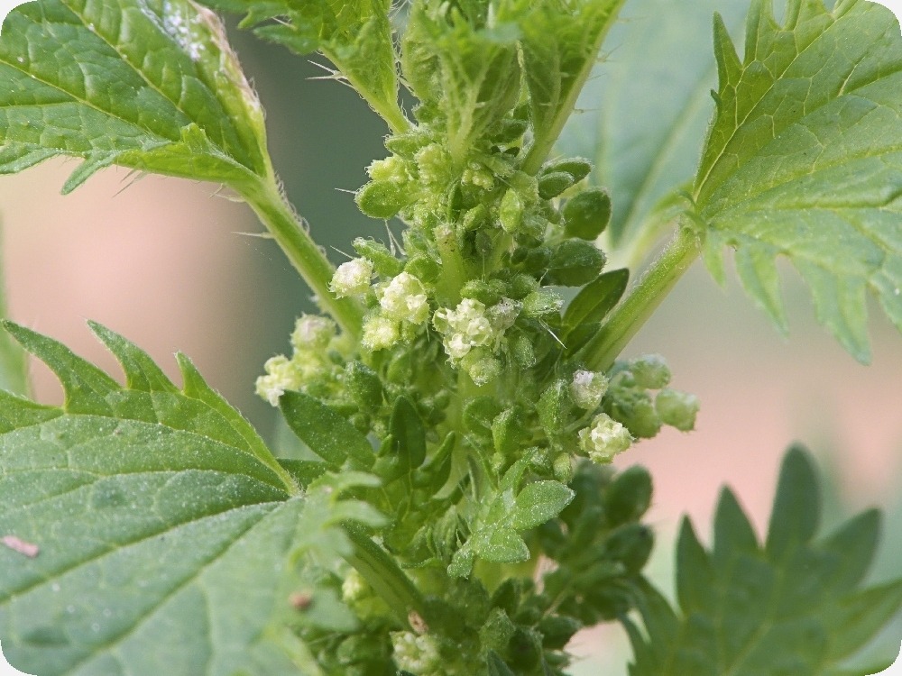 Jardin dans le sac - ortie brûlante - 150 graines - urtica urens