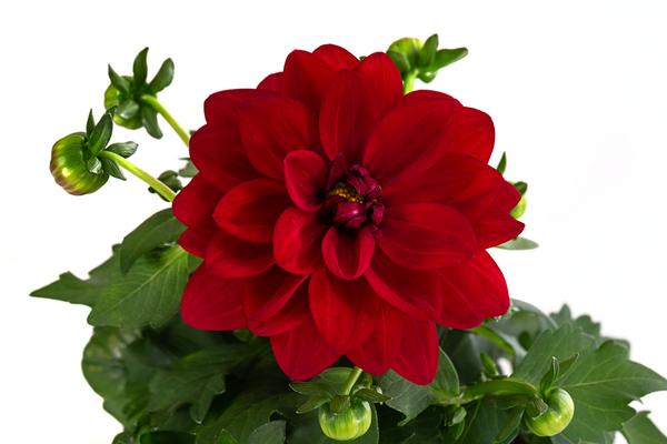 Zwergdahlie, verschiedene Farben