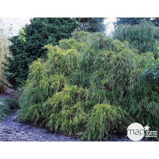 Chamaecyparis pisifera Sungold : H 30/40 cm : pot 5 L