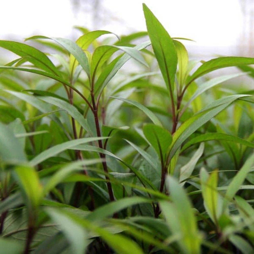 Hygrophila corymbosa thailande