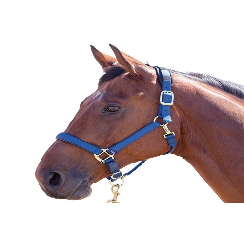 Cabeçada Shires em náilon azul marinho topázio para cavalos