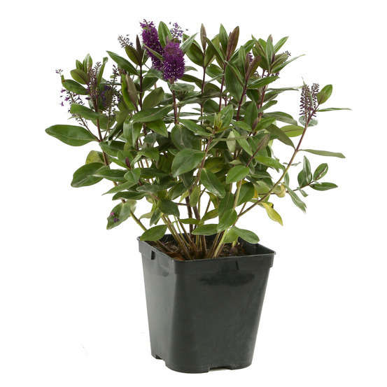 Hebe arbustive à fleurs - pot 4L
