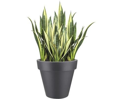elho Pure ronde kunststof plantenpot Ø 40 H 36 cm antraciet