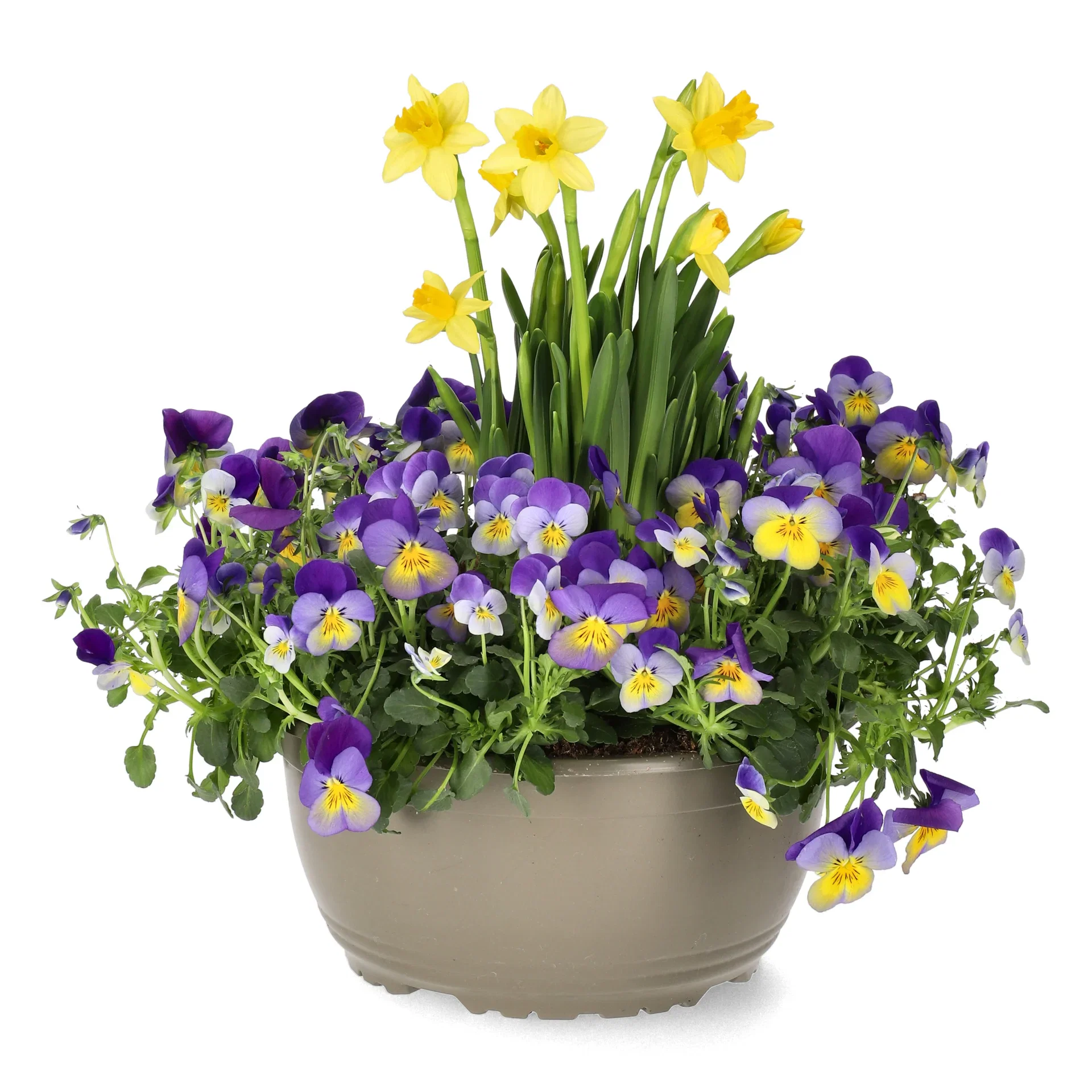 Viola x wittrockiana, Narcissus x cyclazetta 'Tête-à-Tête' Stemorsblomster og påskeliljer i skål Ø21 cm