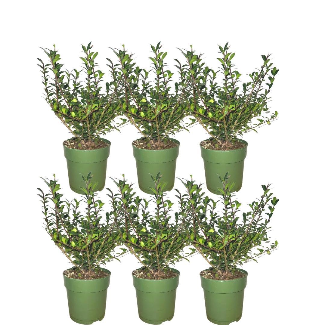 Ilex crenata 'jenny' - lot de 6