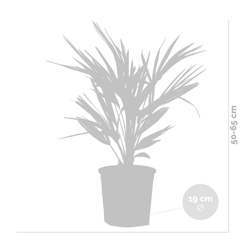 Chamaerops humilis - palmier nain européen - palmier - rustique – ⌀15 cm - ↕50-65 cm