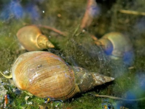 Subgrubs 'Natural Bait' Ready To Fish Emmer (Pellets   Liquide   Escargots)