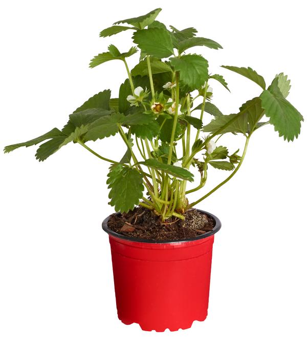Erdbeere 'Elan'