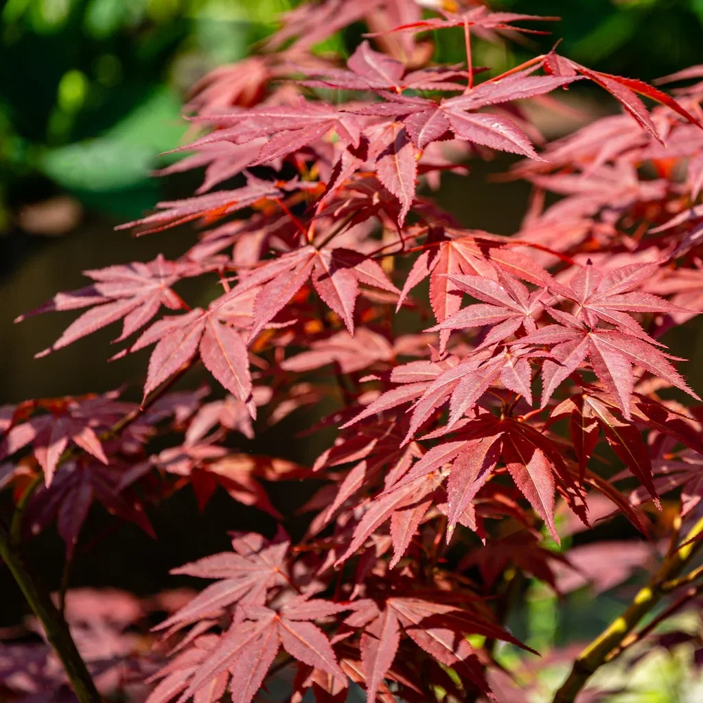 Acer palmatum 'Atropurpureum' Viftelønn 'Atropurpureum' Høyde 40 cm