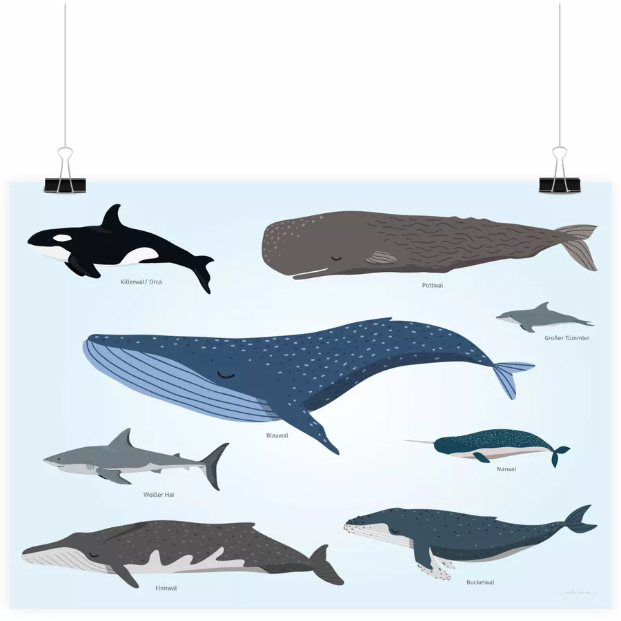 Nikima Poster Kinder Lernposter - Tiere der Meere - in 3 Größen bunt