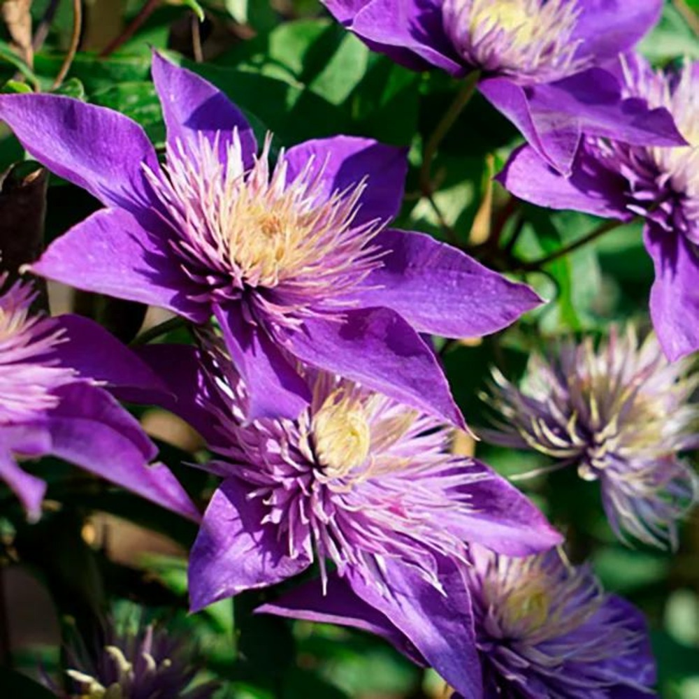 Clématite 'multi blue' - clematis 1,5l